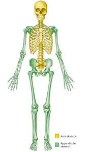 Choose from 500 different sets of flashcards about axial vs appendicular on quizlet. The Foundations The Axial Appendicular Skeleton The Hot Yogini