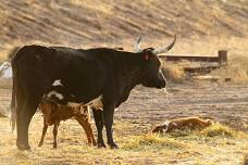AAM Livestock Besters Sale