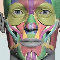 Facial Muscles