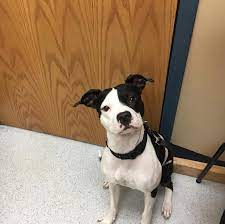 We did not find results for: 24 Pit Bulls Mixed With Boston Terrier The Paws
