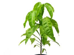 Image result for Melicoccus