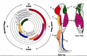 Which Muscles Are Really Used During The Pedal Stroke Pinkbike