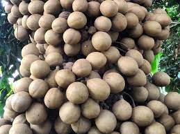 Stelechocarpus_Burahol