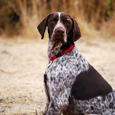 This map shows how many german shorthaired pointer rescue groups are in each state. About The Rescue California Gsp Rescue