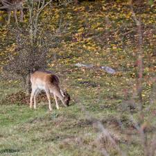 Rådjur (capreolus capreolus) är ett litet hjortdjur som förekommer i europa och mindre asien.benämningen på en vuxen hane är bock.honan kallas för get eller rå, ungdjur under första året kallas kid eller killing, och getter som ännu inte fött kid kallas för smaldjur Dovhjort I Hackerga Naturreservat Ett Skadespel I Brunsttider Richard Palsson Fotosite