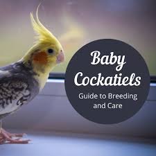 Check spelling or type a new query. Caring For Cockatiel Babies Pethelpful