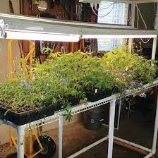 Find some of the best led grow lights for herbs here and join the club! How To Build An Indoor Grow Light Table Mother Earth News Indoor Grow Lights Grow Lights Growing Indoors