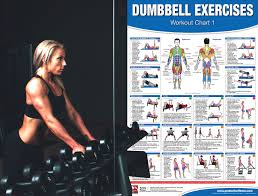 Body building leg muscles poster weight training exercise chart. Shoulder Muscles Weight Training And Body Building Poster Gym Exercise Chart Strength Training Alfarben Sporting Goods