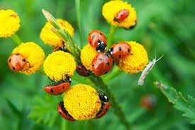 Attracting beneficial insects, such as the ground beetle, is an important part of organic pest control. 12 Beneficial Insects For Your Garden How To Attract Them