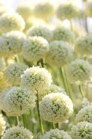 The parts that grow above the ground and root bark are used to make medicine. 8 Cotton Lavender Ideas Cottage Garden Lavender Garden