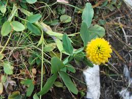 Image result for Trifolium polystachyum