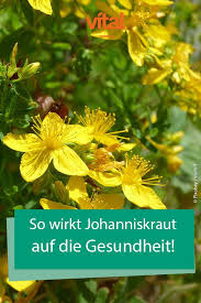 So wirkt johanniskraut auf die gesundheit. Echtes Johanniskraut Wirkung Und Einnahme Johanniskraut Echtes Johanniskraut Heilkrauter