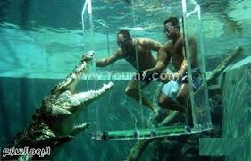 بعد اكتشاف تمساح فى المجارى 5 طرق لاستغلال التماسيح المصرية تدر مليارات سنويا وجلودها من أغلى الأنواع وبيضها يباع لراغبى افتتاح المزارع دمها يدخل فى صناعة الأدوية وبيعها لدول تتغذى على لحومها