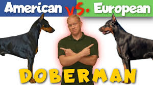 American Vs European Doberman A Side By Side Comparison