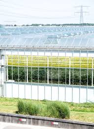 gewachshaus looye kwekers in naaldwijk westland waseigenes com honigtomaten gemuseanbau holland