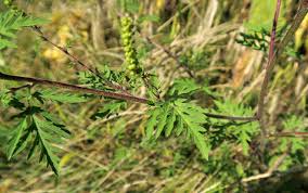 Das eingeschleppte beifußblättrige traubenkraut kann schwere allergien auslösen. Ragweed Naturschutzbund Klosterneuburg