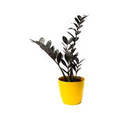 How to take stem cuttings of your zz plant: Black Zz Plant Raven Zz Plant Buy Plants Online India Plants Nursery