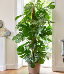 Monstera deliciosa is a species of evergreen tropical vine that is a part of araceae, the aroid family. Monstera Fensterblatt Ca 70 Cm H Grunpflanzen Bei Baldur Garten