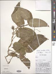 Image result for Culcasia orientalis