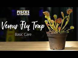 Because the plants are native to bogs, they need to be wet all the time and have a high. How To Care For The Venus Fly Trap Youtube
