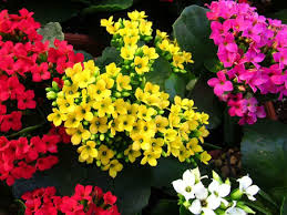 Kalanchoe Blossfeldiana Flaming Katy Kalanchoe Blossfeldiana Blooming Succulents Plants