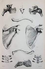 1841 Antique Anatomy Print By Jones Quain And Erasmus Wilson Etsy Anatomy Scapula Bone Antiques