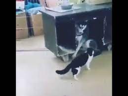 Funny Cat Attacks Clumsy Husky Dog For Yelling At Her Cat Attack Funny Animals Husky Dogs