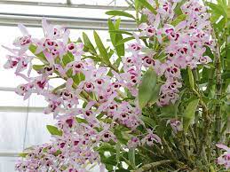 Dendrobium Nobile A Psychoactive Orchid With Effects Similar To Cannabis Collaborative Research Project Welcome To The Dmt Nexus