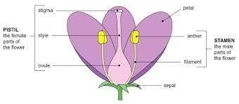 In a flower the female reproductive part is called the pistil. Flower Structure Bioninja