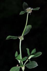 Image result for Spermacoce mauritiana
