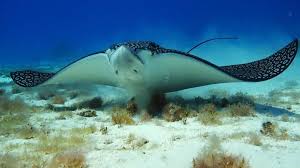 It can be found globally in tropical regions, including the gulf of mexico, hawaii, off the coast of west. Spotted Eagle Ray Facts That Will Blow Your Mind