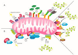 Role of Mitochondria–ER Contact Sites in Mitophagy