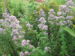 Image result for Ormocarpum zambesianum