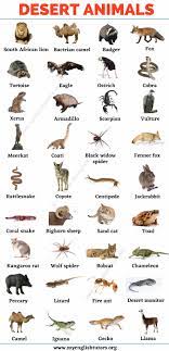 Desert Animals Top 35 Animals That Live In The Desert My English Tutors