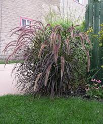 Purple Fountain Grass Shade Garden Plants Front Yard Landscaping