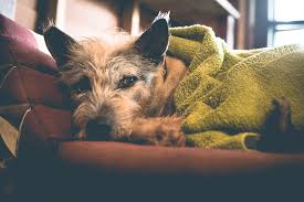 Check spelling or type a new query. Pets And Covid 19 What You Need To Know