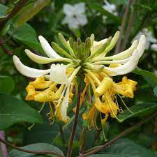 Maybe you would like to learn more about one of these? Giftaplant Lonicera Sweet Sue