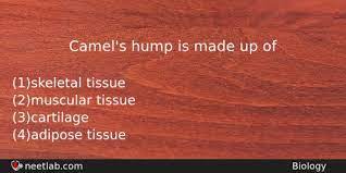 A male bull's peak fertility, called rut, occurs at various times during the there are two main species of camel: Camel S Hump Is Made Up Of Neetlab