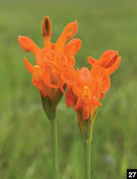 Image result for Platycoryne crocea