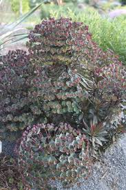 Image result for Euphorbia