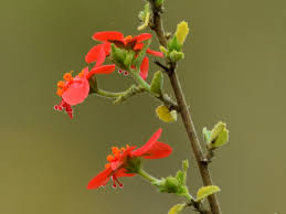 Image result for Hibiscus aponeurus