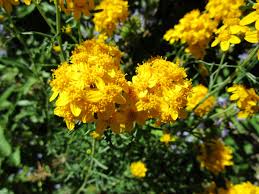 Image result for Eriocoelum