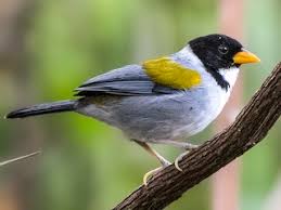 Treehugger / julie bang itty bitty birds, so small you almost think you imagined them when they flit by, rarely get noticed. Golden Winged Sparrow Arremon Schlegeli Birds Of The World