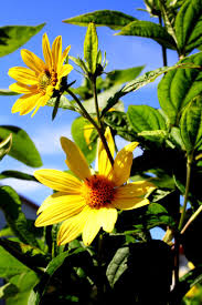 1 minggu setelah sprout ini sf lemon queen. Kleinblumige Sonnenblume Lemon Queen Helianthus Microcephalus Lemon Queen Gunstig Online Kaufen