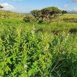 Image result for Crotalaria polysperma