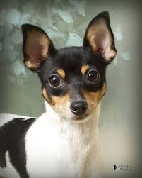 The more the merrier as far as they're concerned because more people means more the idea for the toy fox terrier came from runts in litters of smooth fox terriers. Toy Fox Terrier This Little Cutie Looks Suspiciously Similar To My Min Pins Very Cute Toy Fox Terrier Puppies Rat Terrier Dogs Toy Fox Terriers