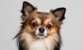 Raised with lots of love and attention…. 6 Types Of Chihuahuas From Short Haired To Apple Headed