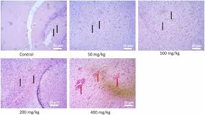 Image result for Motandra paniculata