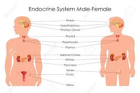 Education Chart Of Biology For Endocrine System In Male And Female