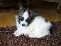 All of the ads have been posted by folks around the united states, from maine to new york to florida to california. Beautiful Papillon Puppies For Sale In Melbourne Florida Classified Americanlisted Com